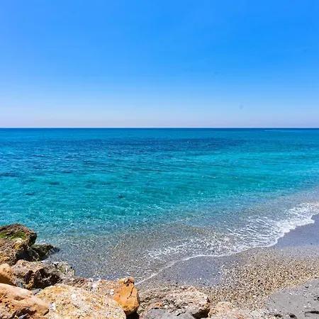 Andaluz - Algarrobo